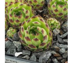 Sempervivum TOUR DE FORCE A