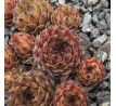 Sempervivum TRISTESSE