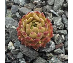 Sempervivum URSPRUNG