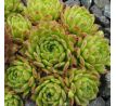 Sempervivum WINDSTILLE