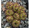 Sempervivum ZEITSPRUNG
