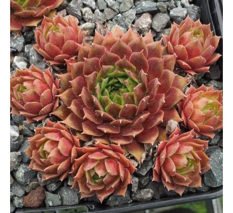 Sempervivum FEUEROPAL