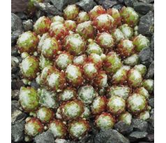 Sempervivum ZILVER CRISSY