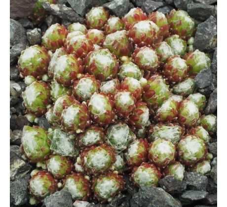 Sempervivum ZILVER CRISSY