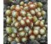 Sempervivum ZILVER CRISSY