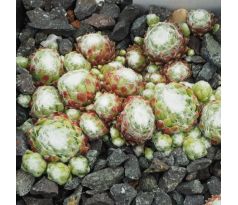 Sempervivum ZILVER BARONES