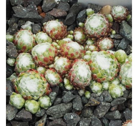 Sempervivum ZILVER BARONES
