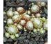 Sempervivum ZILVER BARONES