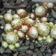 Sempervivum ZILVER BARONES