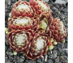 Sempervivum ZILVER KYLIE