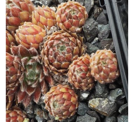 Sempervivum ZILVER MASQUERADE