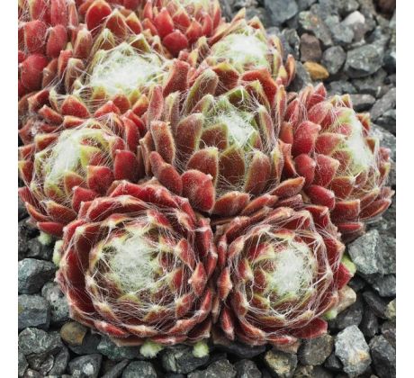 Sempervivum ZILVER RED FAVORIT