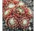 Sempervivum ZILVER RED FAVORIT