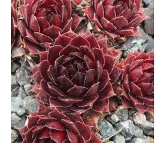 sempervivum AALRIKA