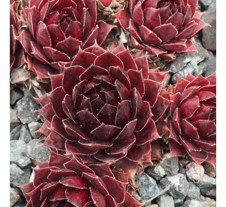 sempervivum AALRIKA