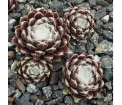 Sempervivum AALIYAH