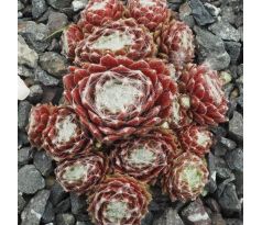 Sempervivum ADELAAR