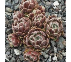Sempervivum ADELHEID