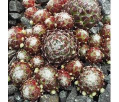 Sempervivum ALEX