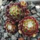 Sempervivum ANASTASIA