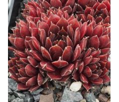 Sempervivum ANDROMEDA