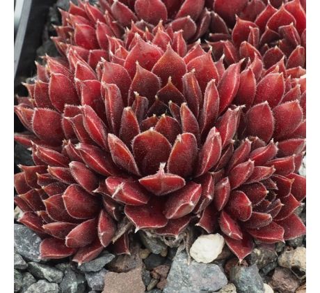Sempervivum ANDROMEDA