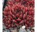 Sempervivum ANDROMEDA