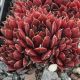 Sempervivum ANDROMEDA