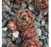 Sempervivum ASHANTI