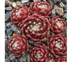 Sempervivum BLUTSTROPF