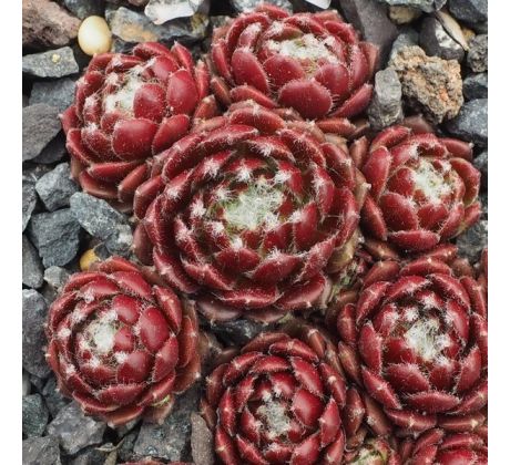 Sempervivum BLUTSTROPF