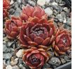 Sempervivum BOLD CHICK
