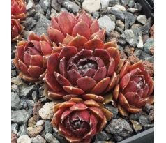 Sempervivum BOLD CHICK
