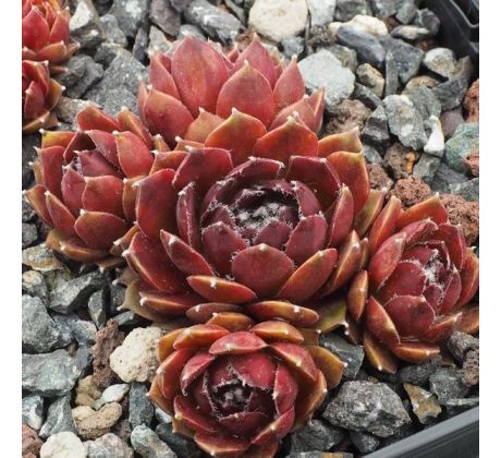 Sempervivum BOLD CHICK