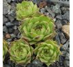 Sempervivum BRAND NEW TOY