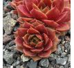 Sempervivum CHINA DOLL