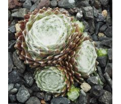 Sempervivum COBWEB CENTER