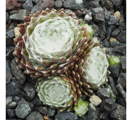 Sempervivum COBWEB CENTER
