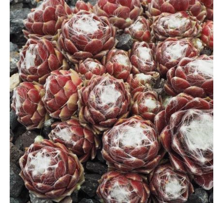 Sempervivum CRIMSON WEBB