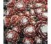 Sempervivum CRIMSON WEBB