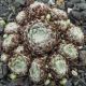 Sempervivum DAGDAD CAFE