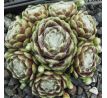 Sempervivum DELIANE