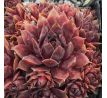 Sempervivum DEVON JEWEL