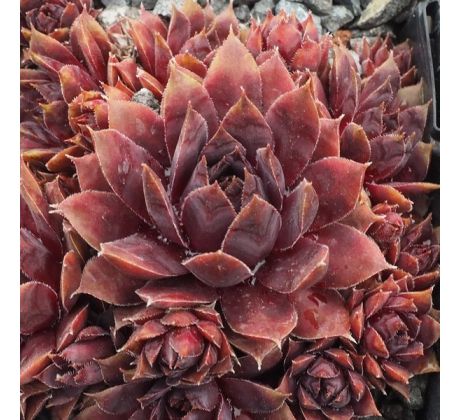 Sempervivum DEVON JEWEL