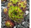 Sempervivum ESSENCE OF LIME
