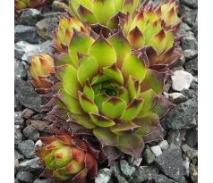 Sempervivum ESSENCE OF LIME