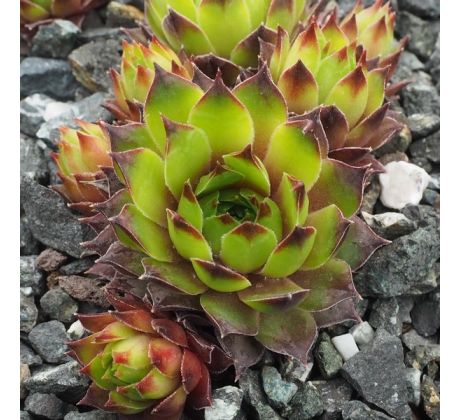 Sempervivum ESSENCE OF LIME