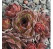 Sempervivum EUGEN`S EDLE ROSE