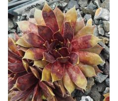 Sempervivum FIRLEFANZ