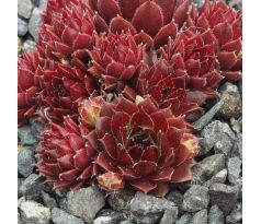 Sempervivum FOR YOU
